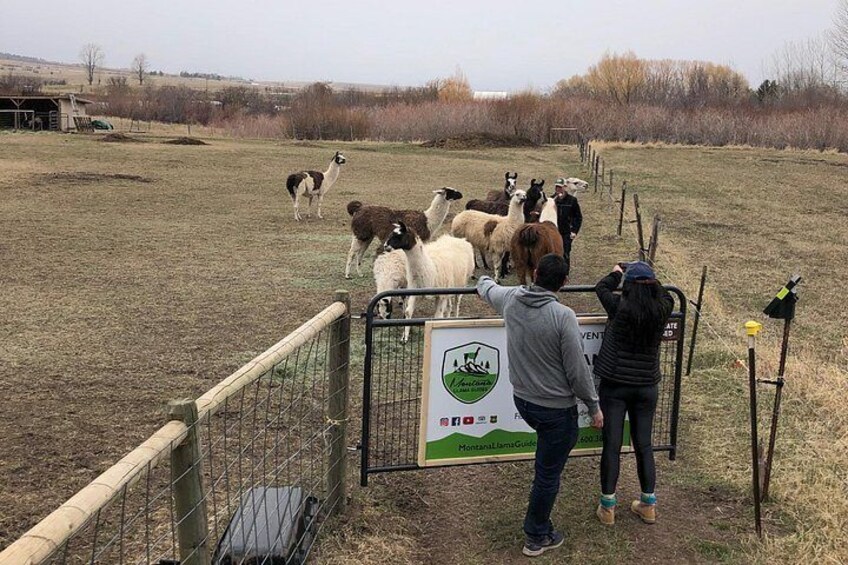 Experience Llamas | Bozeman Llama Farm Tours 3