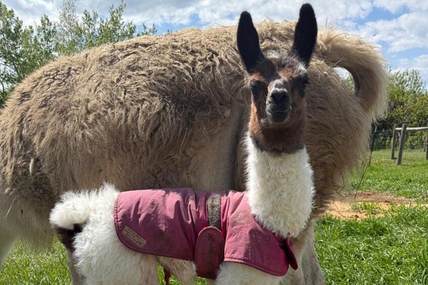 Baby llamas in Bozeman, Montana 1
