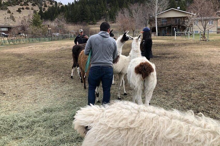 Experience Llamas | Bozeman Llama Farm Tours 4