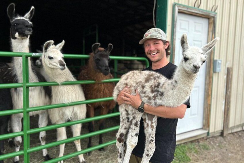 Baby llamas at our llama farm tours 4
