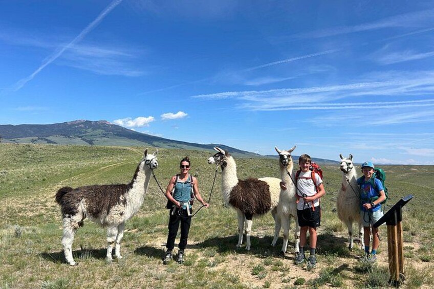 Learn about pack llamas 3