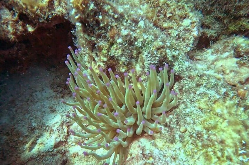 A sea anemone with purple tips, attached to a rocky underwater surface. 5