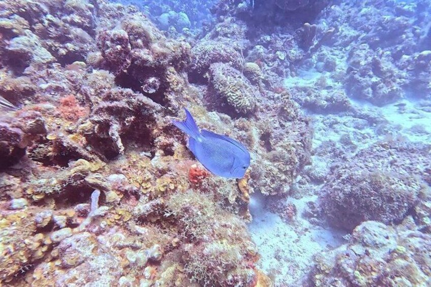 A blue fish swimming near a coral reef. 3