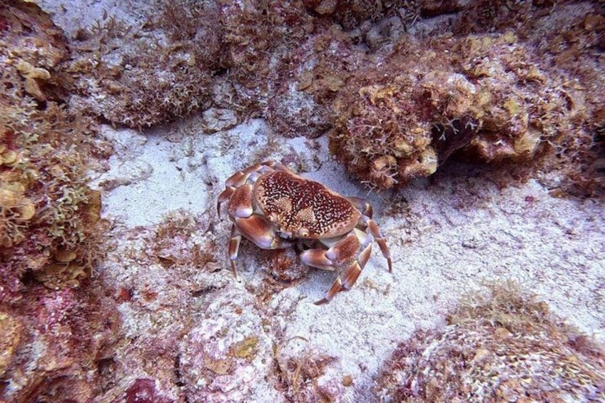 A crab on a rocky seabed with coral formations. 4