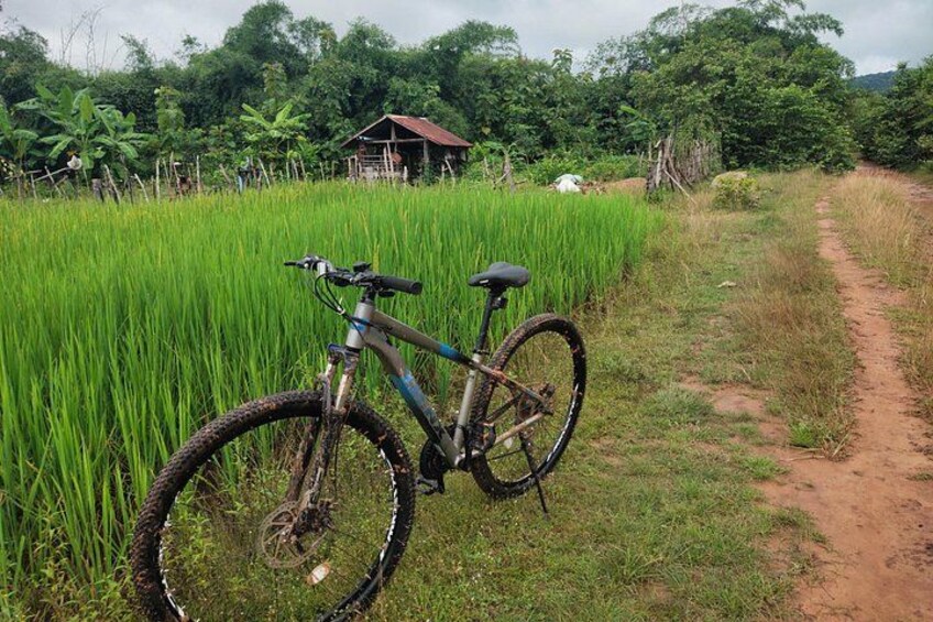 A mountain bike leaning against a field of tall grass with a dirt path leading to a small structure. 4