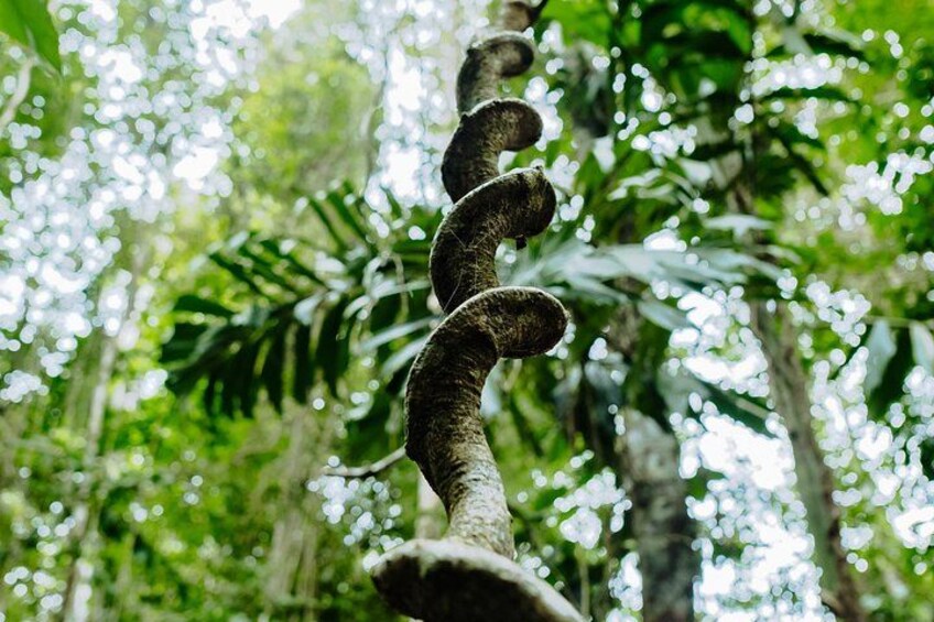 A twisted vine in a forest. 2