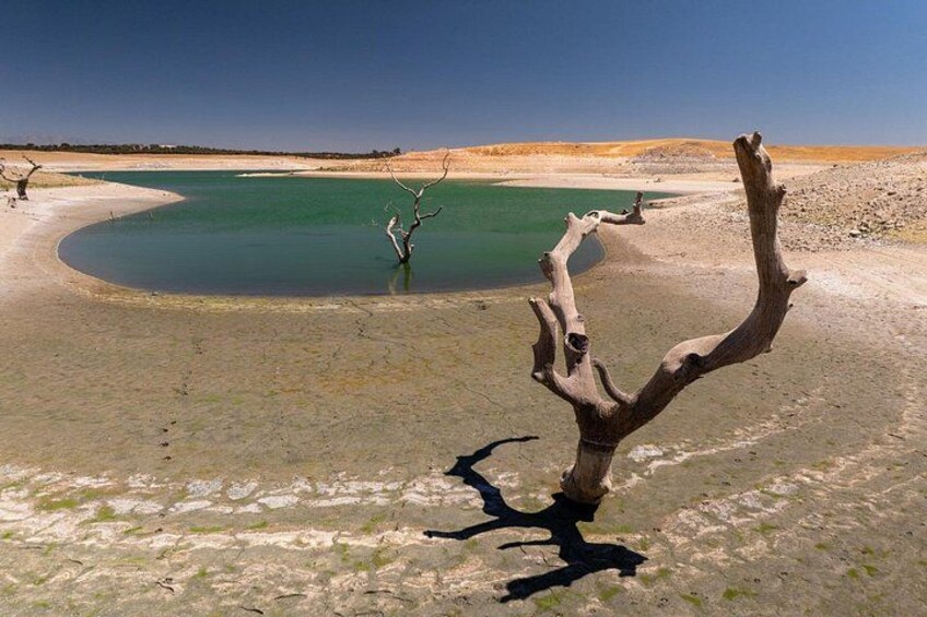 A dead tree in a dry, sandy landscape with a green body of water in the background. 5