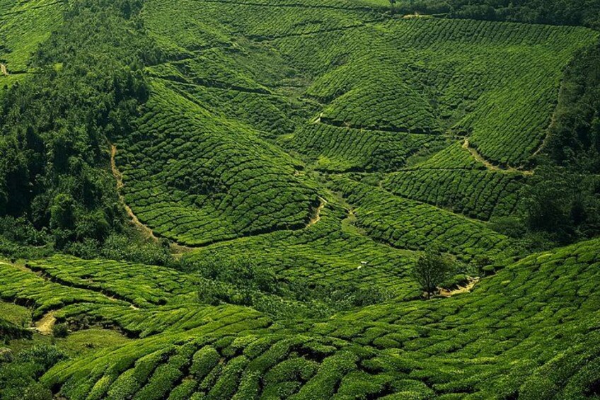 Munnar 2 Day Private Tour Tea Plantation and Kolukkumalai Sunrise 3