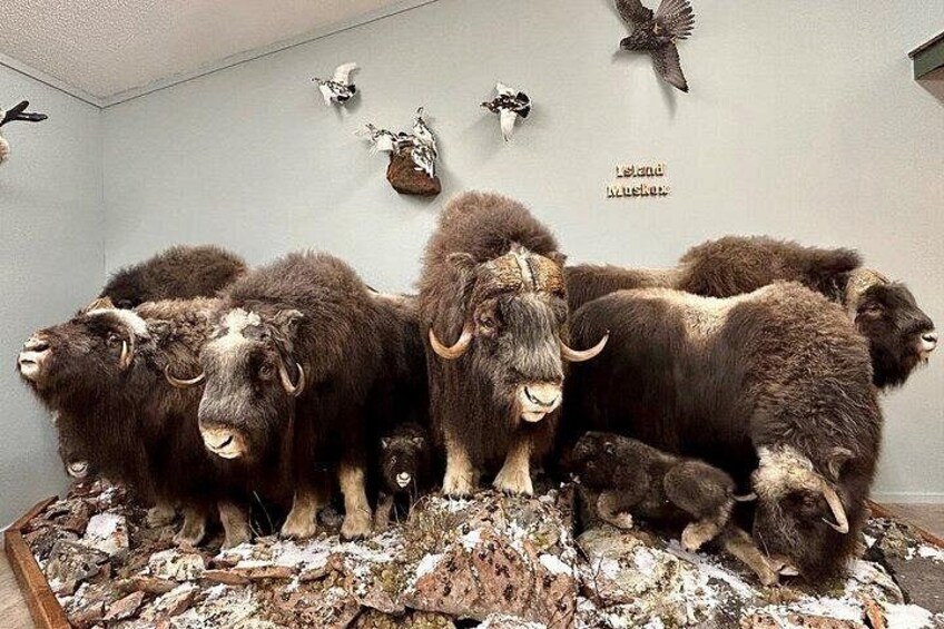Et værelse med monterede dyrehoveder, herunder et bisonhoved, på væggen. 4