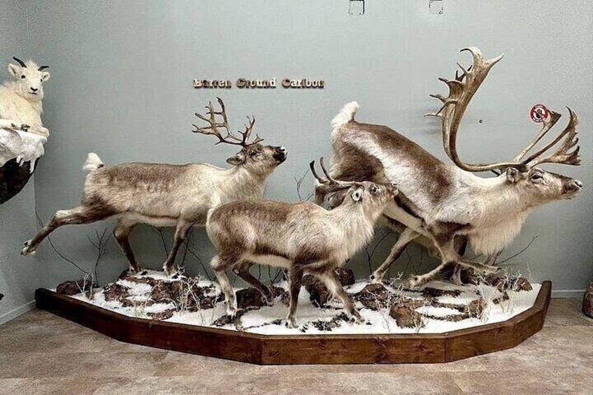 Barren Ground Caribou display at Nature's North Wildlife Gallery 2