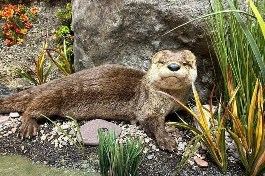 River Otter display at Nature's North Wildlife Gallery 5