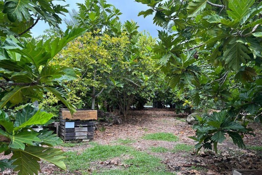 Tropical Fruit Hunting Tour at Grimal Grove 2
