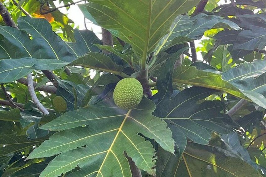 A fig tree with large leaves and a single fig growing on it. 2