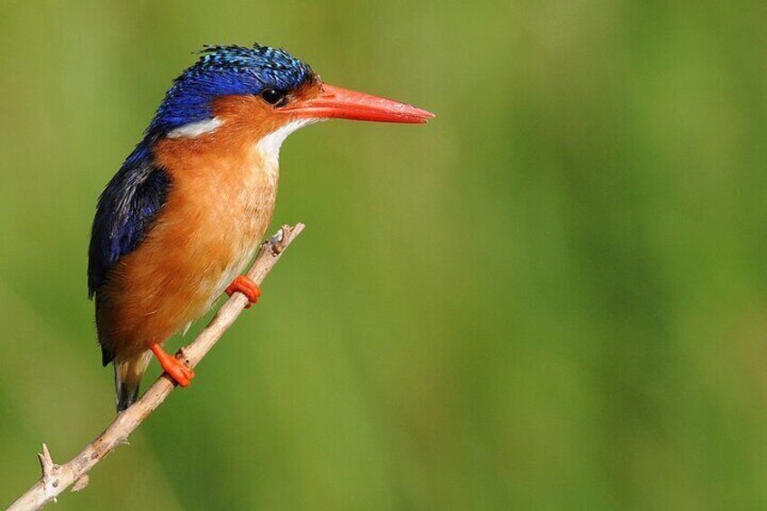 A kingfisher perched on a branch. 3