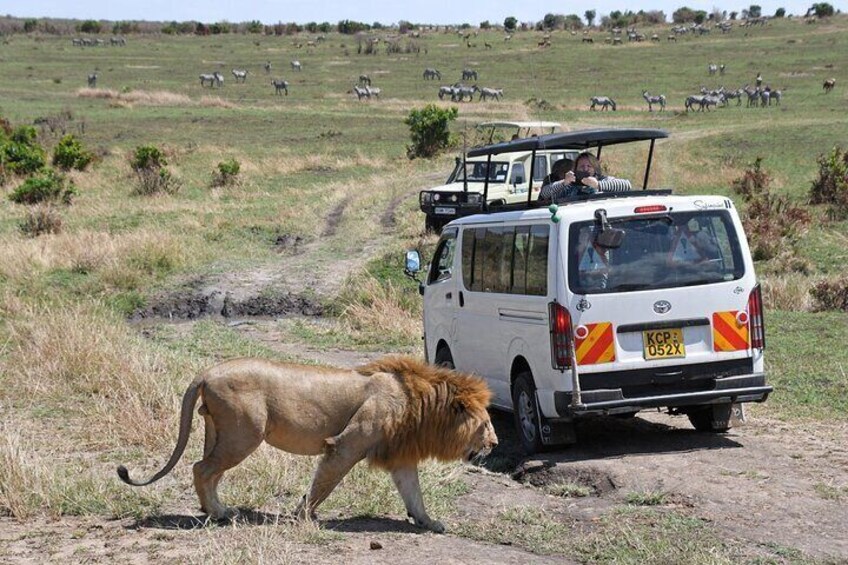 A lion walking on a dirt path with a safari vehicle in the background. 2