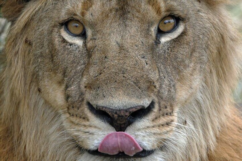 A close-up of a lion's face with a focus on its eyes and mouth. 5