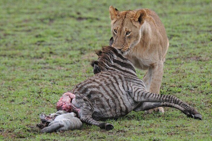 A lion standing over a zebra lying on the ground. 1