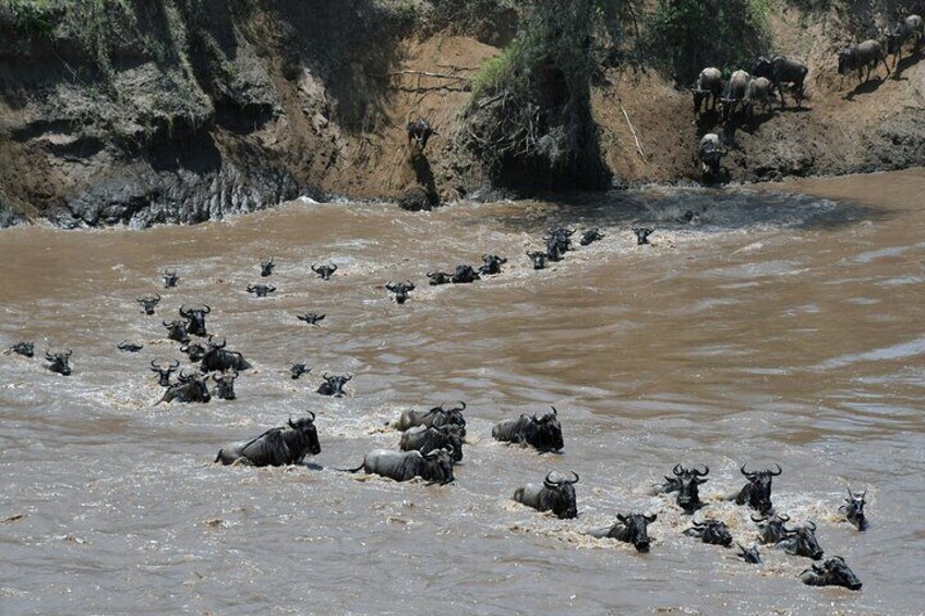 A herd of wildebeests crossing a muddy river. 4