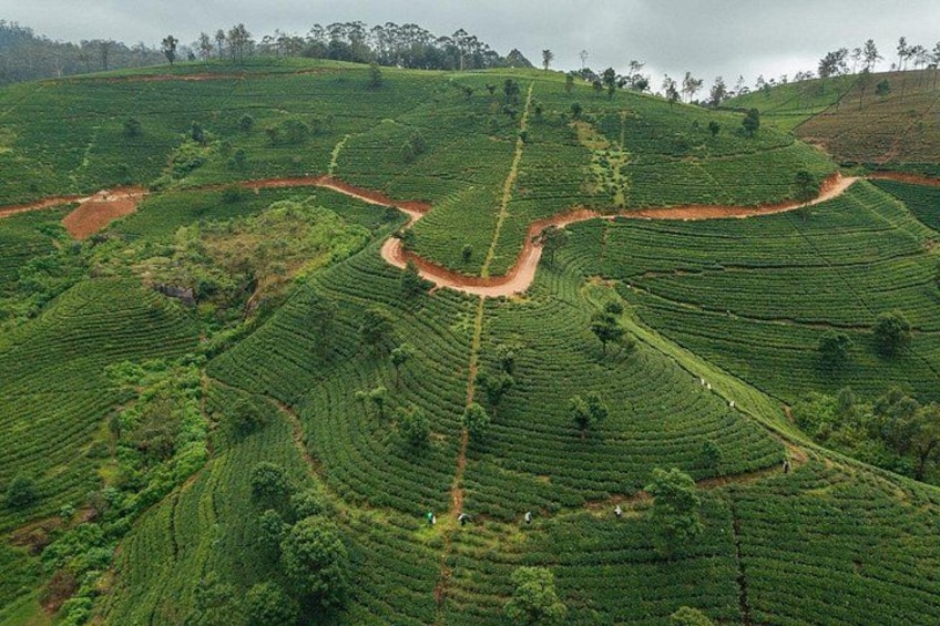 Labookellie Tea Factory Tour from Nuwara Eliya 2