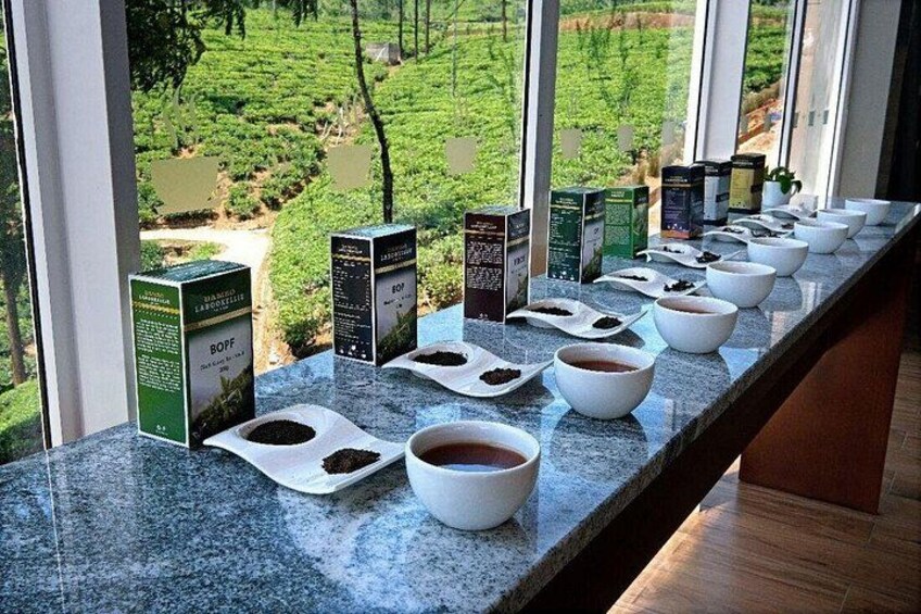 Labookellie Tea Factory Tour from Nuwara Eliya 2