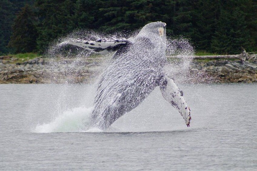 Juneau Whale Watch and Wildlife Quest 5
