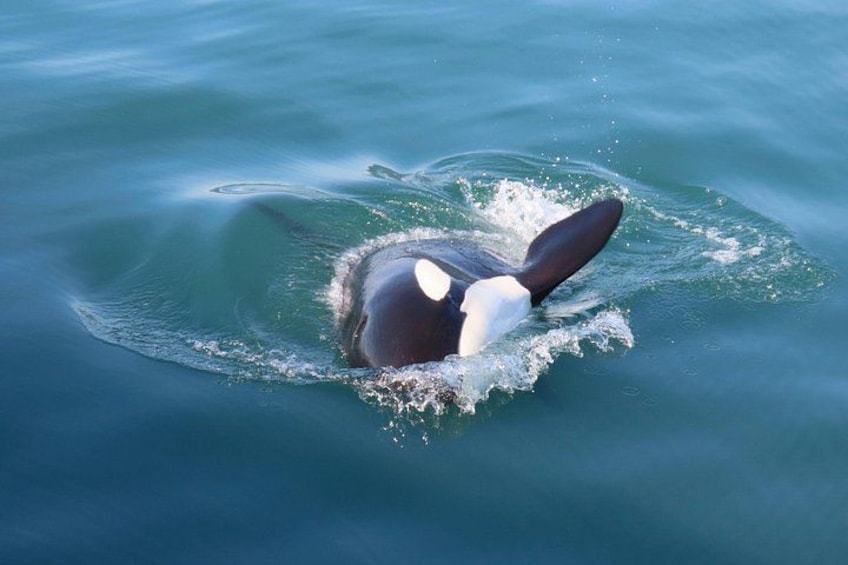 Juneau Whale Watch and Wildlife Quest 3