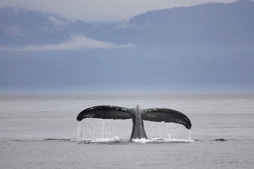 Juneau Whale Watch and Wildlife Quest 2