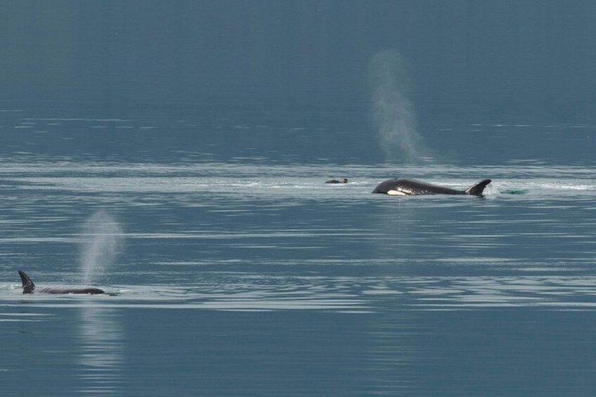 Juneau Whale Watch and Wildlife Quest 4
