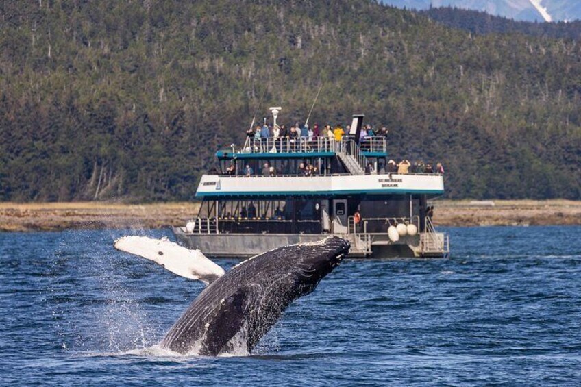 Juneau Whale Watch and Wildlife Quest 3