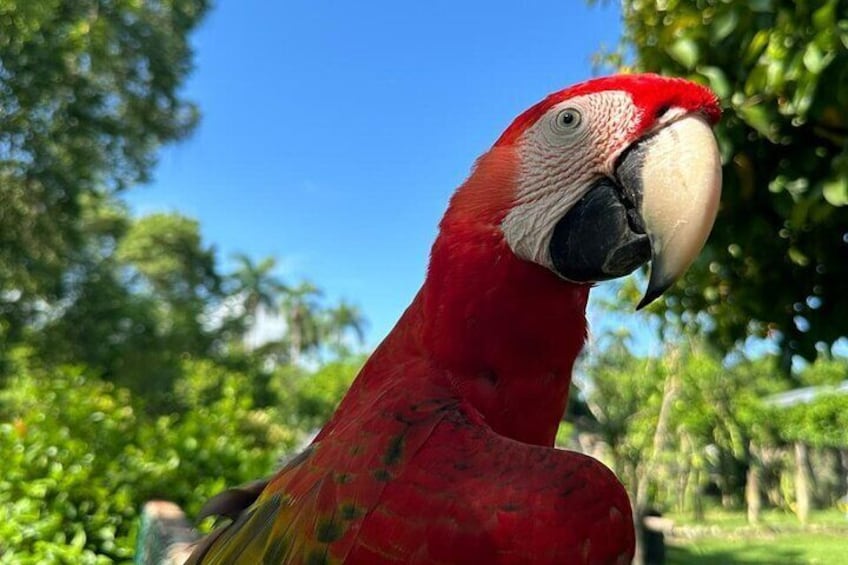 Un guacamayo rojo con rostro blanco y pico negro, frente a un telón de fondo de árboles verdes y un cielo azul despejado. 5
