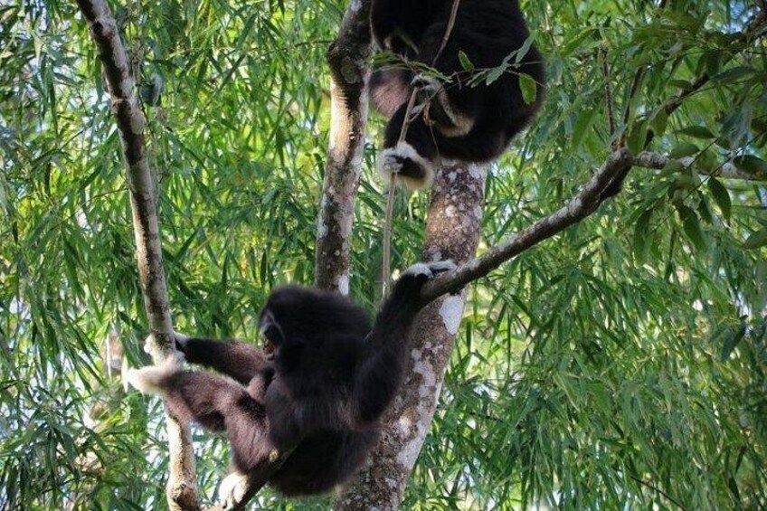 A gorilla climbing a tree. 3