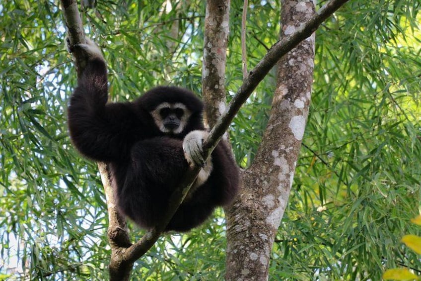 A primate hanging from a tree branch in a forested area. 5