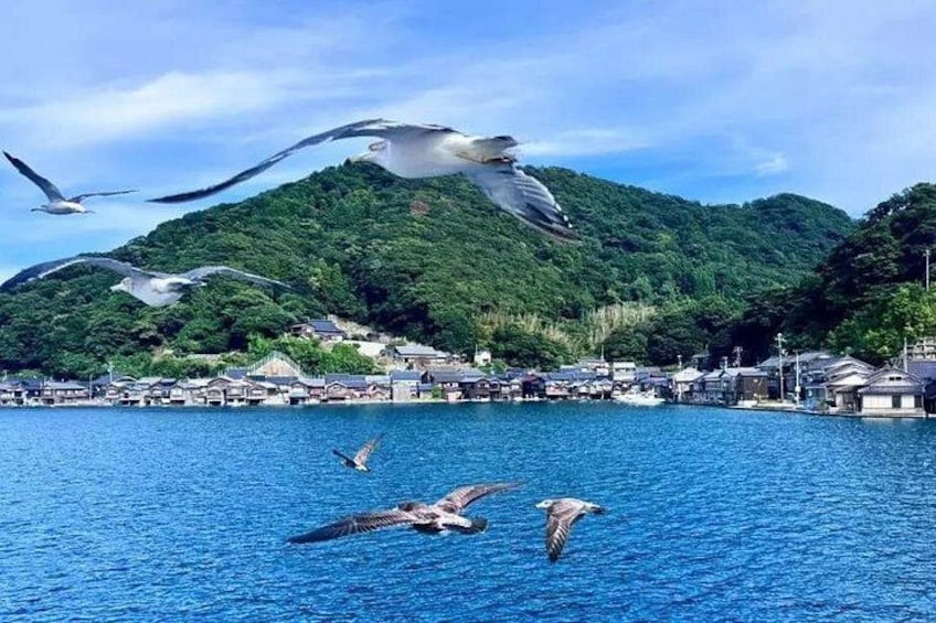Feeding Seagulls at Sea 5