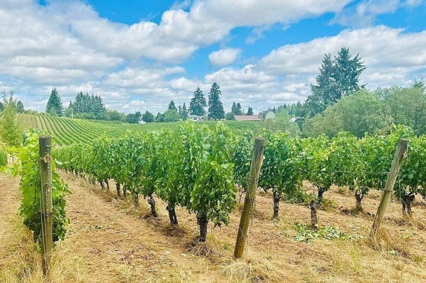 Curated Wine Country Experiences Full Day Tour 2