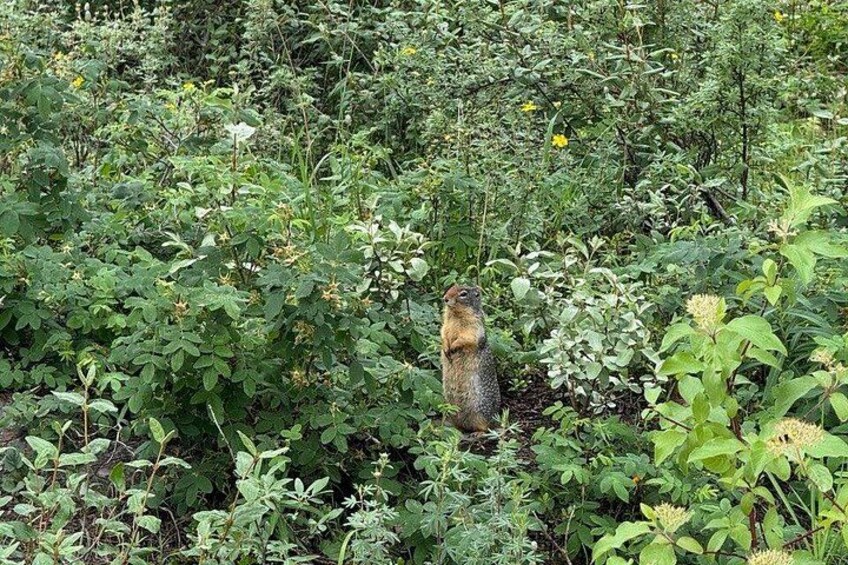 A squirrel in a dense green forest. 2