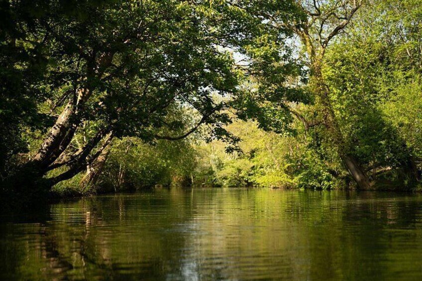 A calm river surrounded by dense green foliage. 2