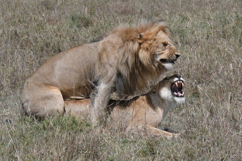 Two lions in a grassy field, one with its mouth open as if roaring. 4