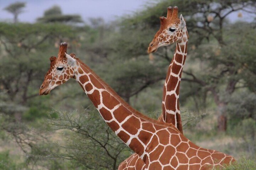 Two giraffes in a natural landscape with sparse trees and shrubs. 3