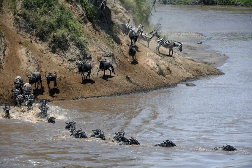 A riverbank with zebras and wildebeests near the water. 1