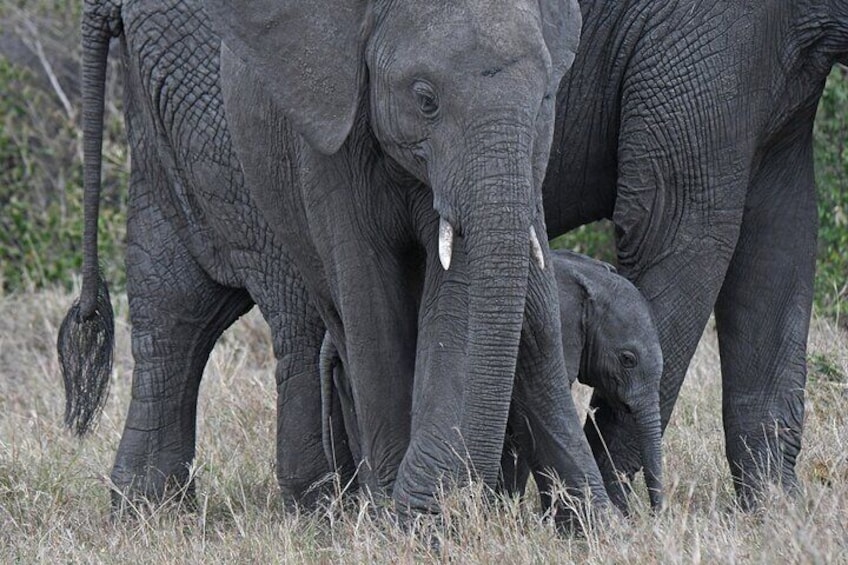 A herd of elephants in a grassy field. 5