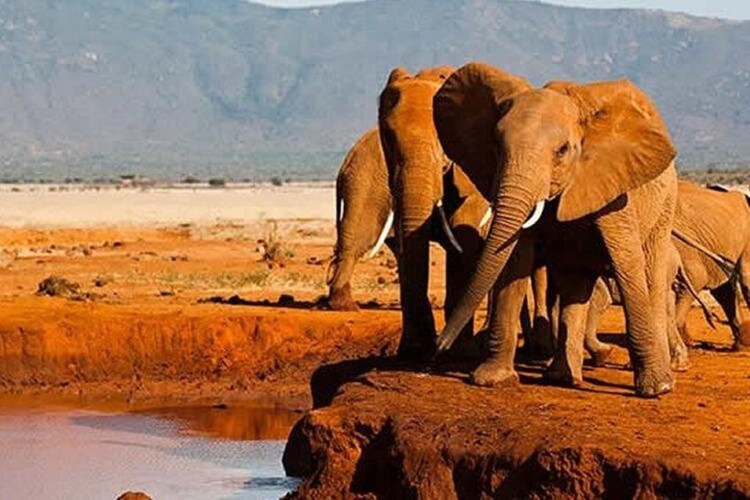 Elephants near a waterhole in a desert landscape. 2