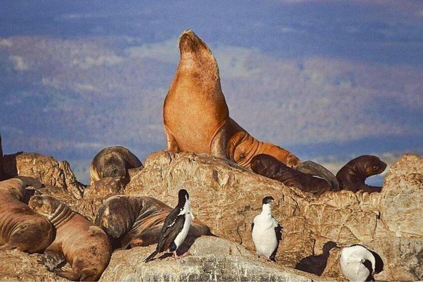 Navigation Canal Beagle Wolves, Birds and Lighthouse 1
