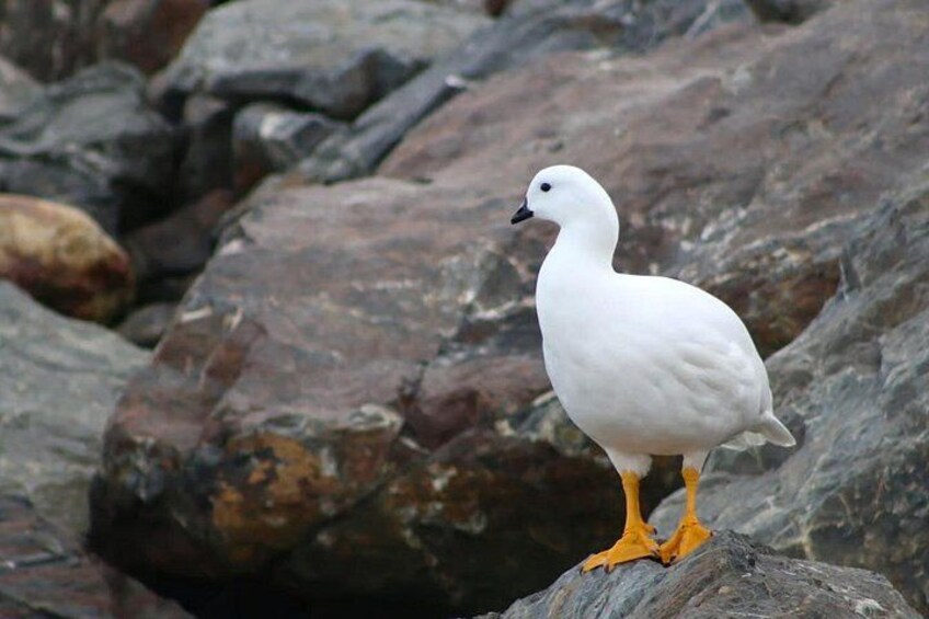 Navigation Canal Beagle Wolves, Birds and Lighthouse 2