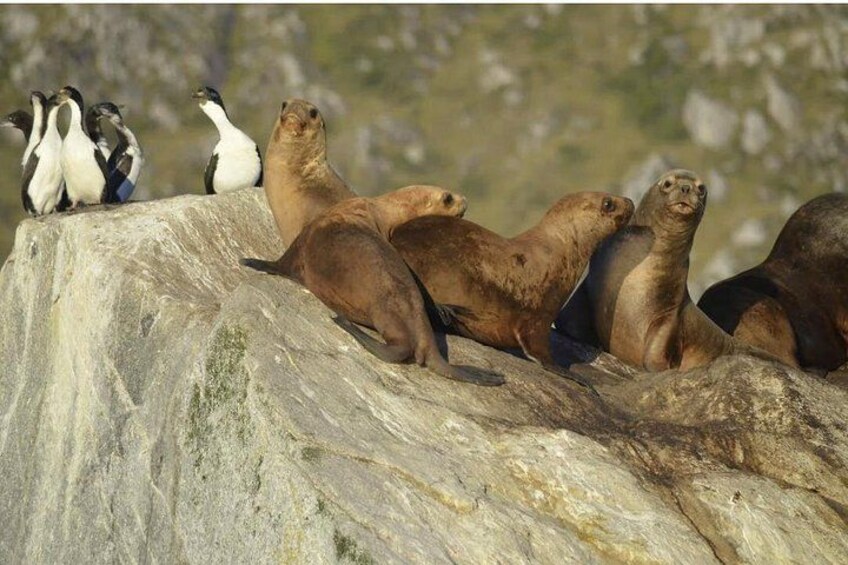 Navigation Canal Beagle Wolves, Birds and Lighthouse 3
