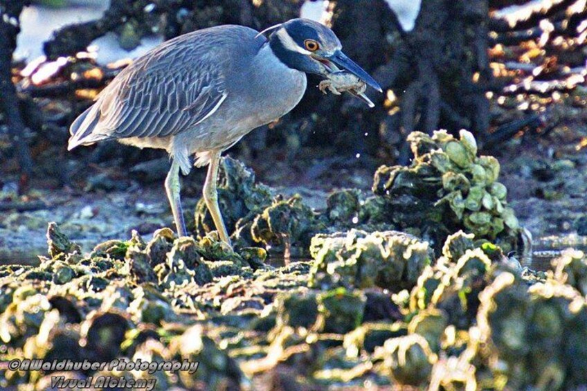 Ein Vogel mit blauem Kopf und gelben Beinen steht auf einer felsigen Fläche mit grüner Vegetation. 2