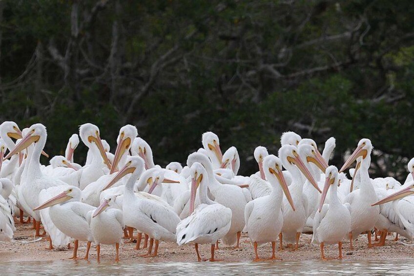 Eine Gruppe weißer Pelikane steht im flachen Wasser. 4