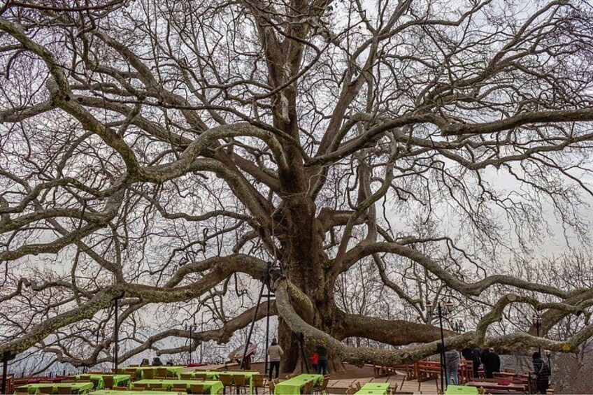 A large tree with many branches. 5