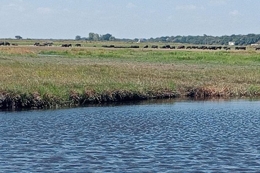 safari view From the Boat 3