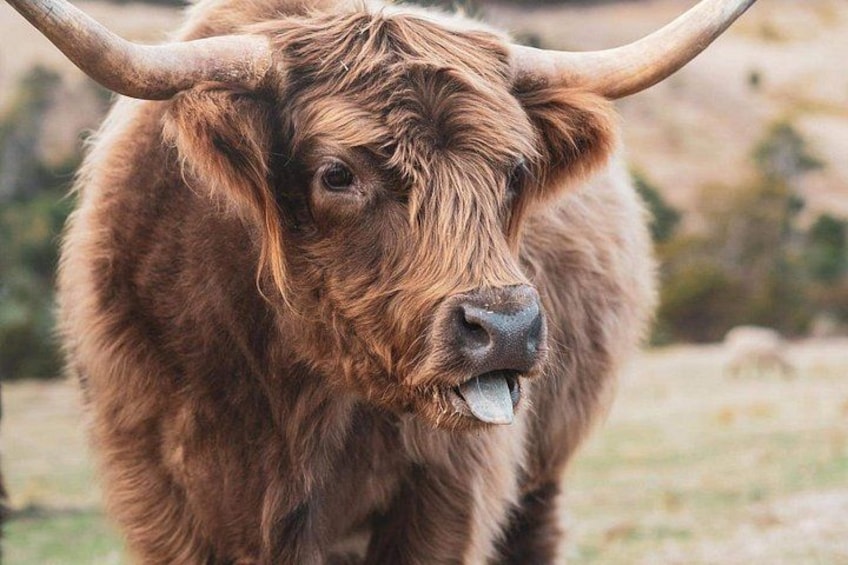 A yak with long fur and curved horns. 4