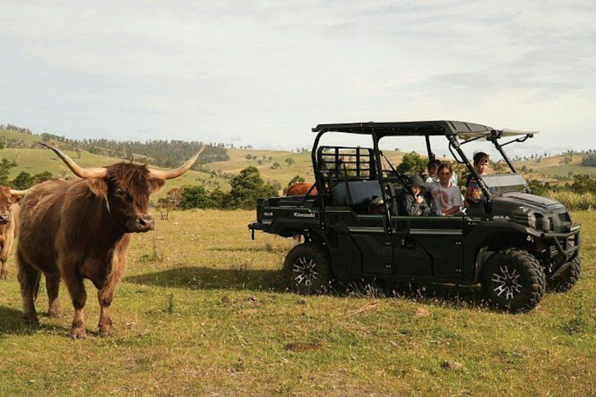 A black off-road vehicle with passengers and a brown bull in a grassy field. 1